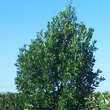 Quercus turneri 'Pseudoturneri': Bild 5/5