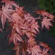 Acer palmatum 'Shin-deshojo': Bild 2/6