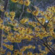 Hamamelis intermedia 'Pallida': Bild 6/6