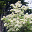 Fraxinus sieboldiana: Bild 3/4
