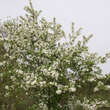 Malus 'Calocarpa': Bild 8/8