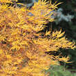 Acer palmatum 'Scolopendriifolium': Bild 6/11
