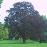 Fagus sylvatica 'Riversii' - Veredelte Blutbuche