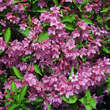 Weigelie rosa Weigela 'Styriaca' rosa