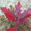 Quercus robur 'Atropurpurea': Bild 2/3