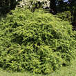 Berberis thunbergii: Bild 7/7