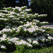 Viburnum plicatum 'Lanarth': Bild 6/7