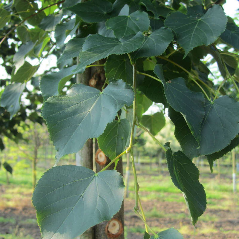Winterlinde Tilia cordata 'Corinthian' gelb