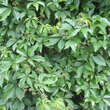 Parthenocissus quinquefolia: Bild 2/10