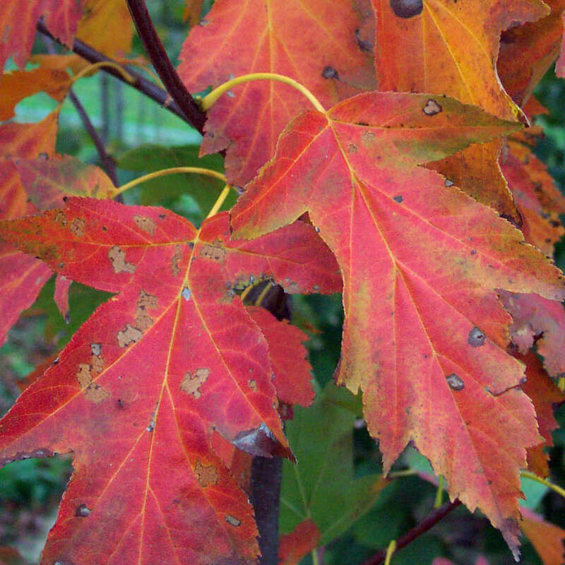 Elsbeere Sorbus torminalis weiß