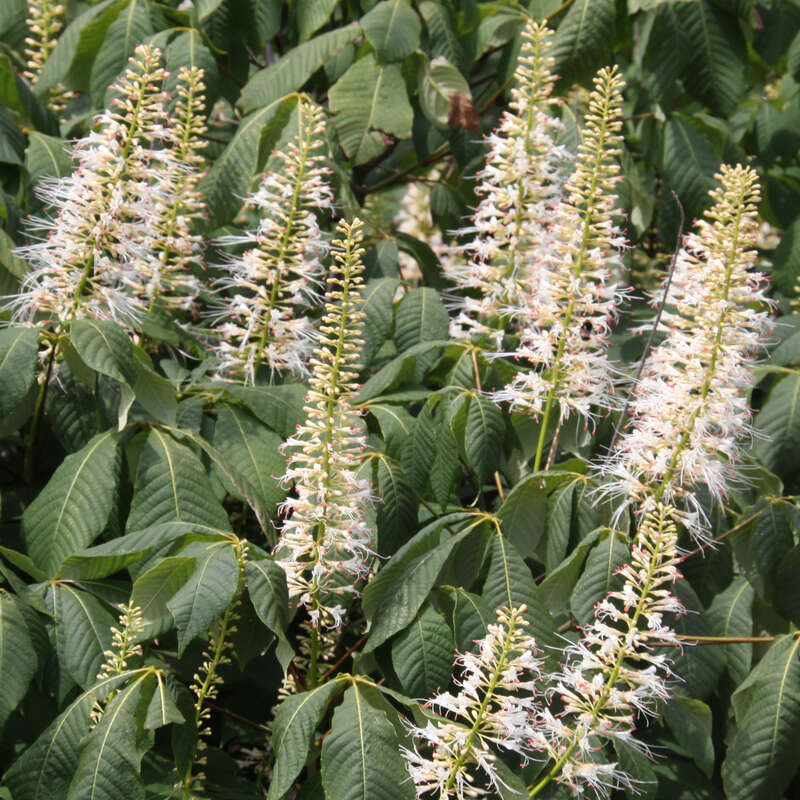 Strauchkastanie Aesculus parviflora weiß