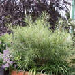 Salix rosmarinifolia: Bild 5/5