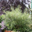 Salix rosmarinifolia: Bild 5/5