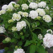 Hydrangea macrophylla 'Soeur Therese': Bild 3/3