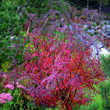 Sorbus fruticosa koehneana: Bild 5/6