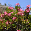 Rhododendron hirsutum: Bild 2/2
