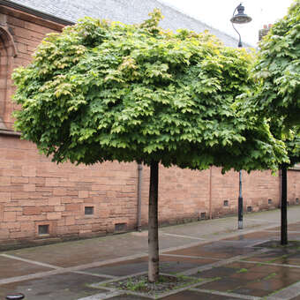 Kugelahorn - Acer platanoides 'Globosum' - gelb