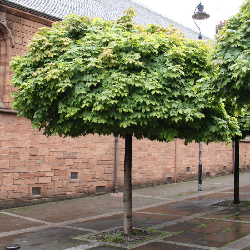 Kugelahorn Acer platanoides 'Globosum' gelb