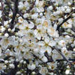 Prunus spinosa: Bild 3/7