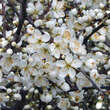 Prunus spinosa: Bild 4/10