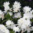 Philadelphus 'Virginal Compacta': Bild 2/2