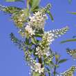 Prunus padus 'Watereri': Bild 2/4