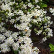 Azalea Japan Hybride - weiß: Bild 4/5
