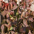 Viburnum carlesii 'Aurora': Bild 4/7