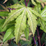 Acer palmatum 'Aka shigitatsu sawa' - Japanischer Fächerahorn