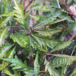 Fagus sylvatica 'Asplenifolia': Bild 2/6
