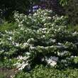 Viburnum plicatum 'Lanarth': Bild 4/8