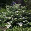 Viburnum plicatum 'Lanarth': Bild 4/7