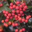 Sorbus austriaca: Bild 5/5