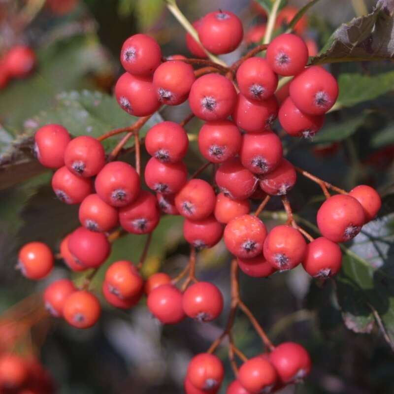 Österreichische Mehlbeere Sorbus austriaca weiß