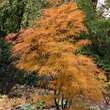 Acer palmatum 'Red Pygmy': Bild 2/4
