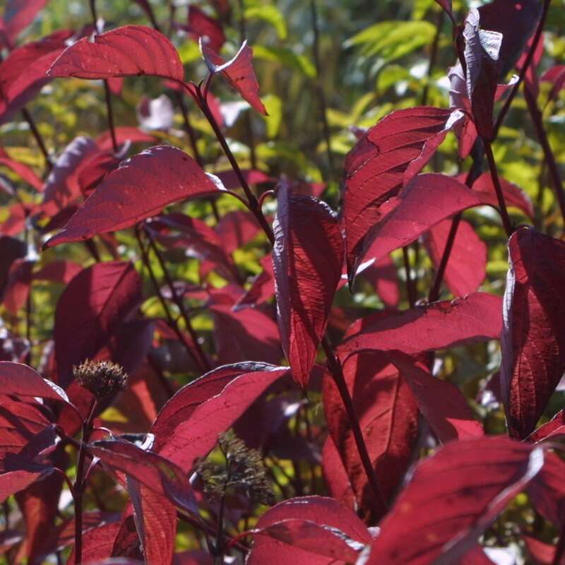 Weißer Hartriegel Cornus alba weiß