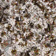 Prunus yedoensis 'Shidare-yoshino': Bild 2/4