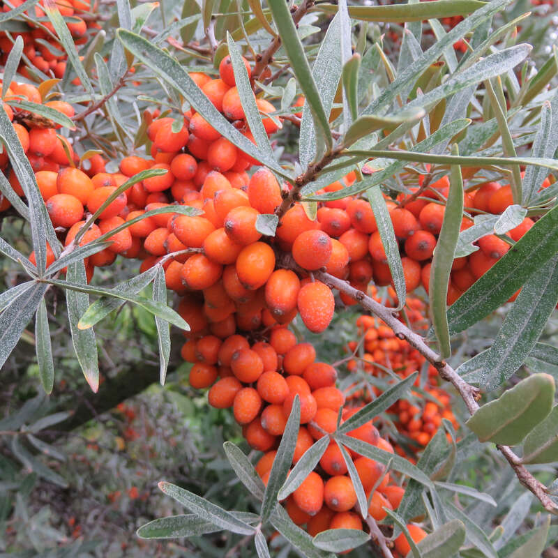FruchtSanddorn Hippophae rhamnoides 'Leikora'