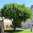 Morus nigra: Bild 2/5