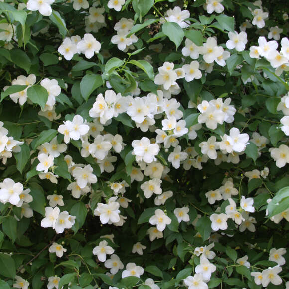 Pfeifenstrauch, Falscher Jasmin Philadelphus coronarius weiß