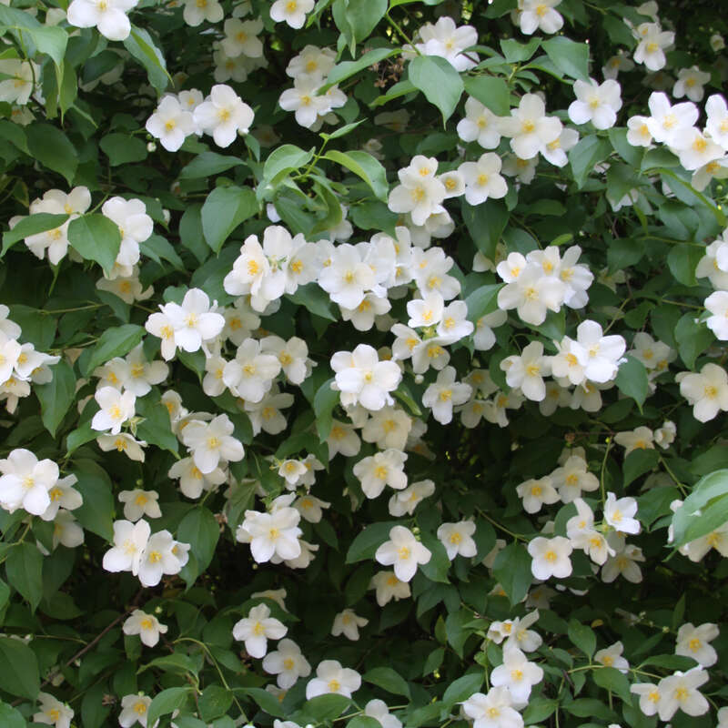 Pfeifenstrauch, Falscher Jasmin Philadelphus coronarius weiß