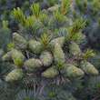 Pinus parviflora 'Negishi': Bild 3/3