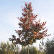 Pyrus calleryana 'Aristocrat': Bild 5/10