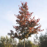 Pyrus calleryana 'Aristocrat' - Zierbirne
