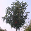 Sorbus scalaris: Bild 4/4
