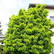 Gleditsia triac. 'Elegantissima': Bild 3/6