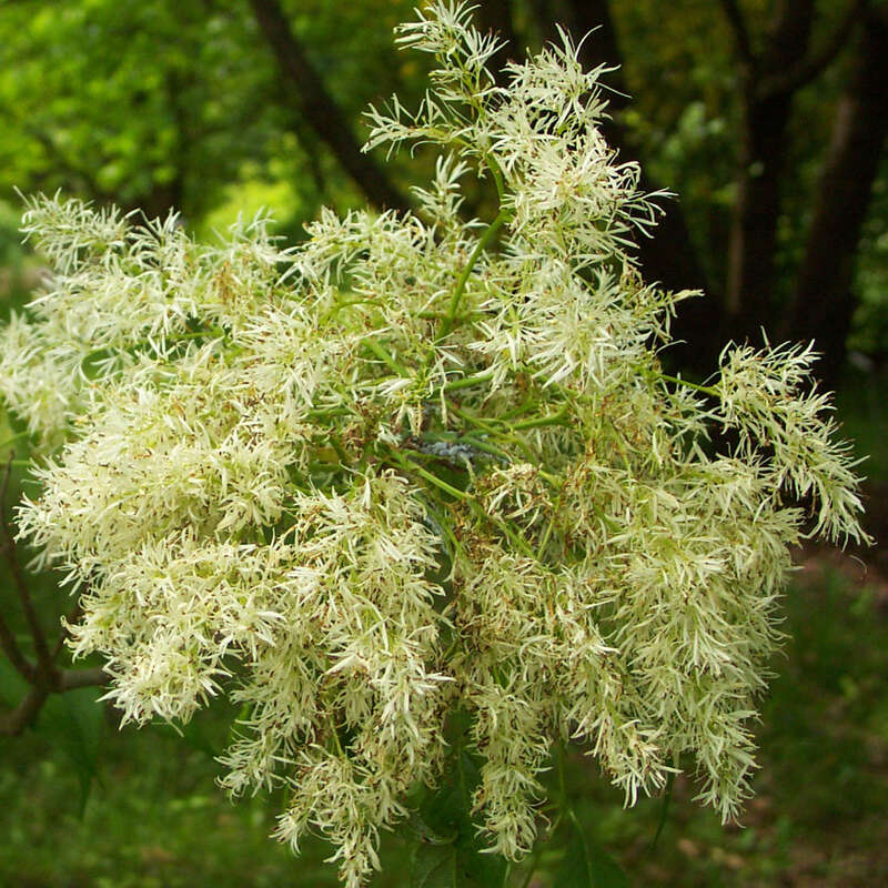 Blumenesche Fraxinus ornus weiß