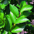 Ligustrum ovalifolium 'Melblack': Bild 3/6