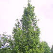 Carpinus betulus 'Frans Fontaine': Bild 2/4