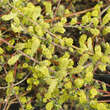 Salix repens 'Saret': Bild 2/5